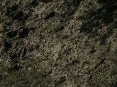 Kosmiczne grzyby ujawniają niesamowite możliwości. To zdecydowanie nam się przyda