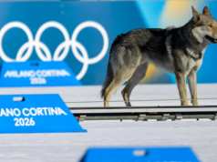 Igrzyska 2026/biegi narciarskie – właściciele słynnego psa Nazgula przypilnują ulubieńca w sobotę
