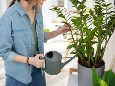 Wystarczy jeden duży ziemniak, by zamiokulkas wypuszczał liść po liściu