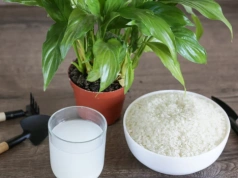 Odżywka z ryżu – hit czy mit? Sprawdź, czy nie osłabiasz roślin zamiast je wzmacniać