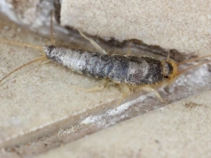 To nie tylko rybiki! Sprawdź, co naprawdę żyje w twojej łazience