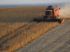 IGC: globalna produkcja soi nieznacznie niższa rok do roku