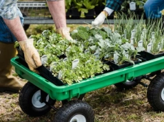 W lutym wysiej te warzywa na rozsadę. Latem zbierzesz plony szybciej niż sąsiedzi