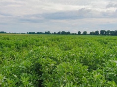 Przygotowanie stanowiska pod bobowate grubonasienne. Jakie nawożenie zastosować przedsiewnie?