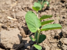 Choroby soi przenoszą się na nasionach. Platforma Sygnalizacji Agrofagów alarmuje