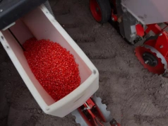 Czy nasiona kukurydzy z 2024 roku nadają się jeszcze do siewu?