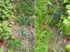 Jak mieć grube i długie pory? Kluczowe terminy i prosty trik