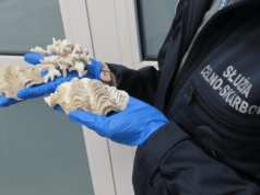 Fragment rafy koralowej w bagażu. Turysta zatrzymany w Jasionce