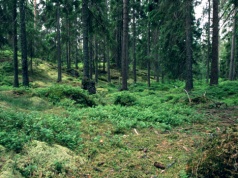 Lasy przesuwają się na północ. Naukowcy dostrzegli z orbity zagadkowe zjawisko