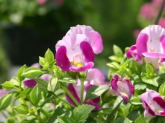 Zapomnij o pelargoniach. Wysiej te kwiaty już w marcu. Będą kwitły aż do przymrozków