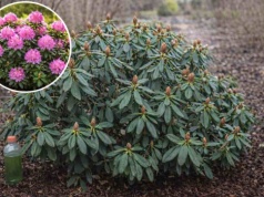 Rododendron zakwitnie jak cud. Rozsyp pod krzewem w lutym