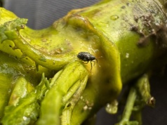 Jak chronić rzepak przed chowaczami, gdy prawie nie ma czym?