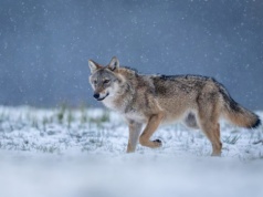 Czy mamy bać się wilków? Naukowiec: to bajki myśliwych