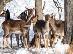 Plaga jeleni w Anglii: niszczą pola i lasy. Rząd wprowadza plan zwalczania.
