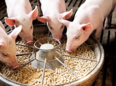 Okołoodsadzeniowy zespół zahamowania przyrostów świń