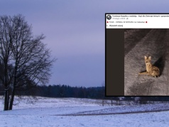 Mieszkańcy zgłosili, że widzieli "chorego rysia". To kot z Afryki. Wciąż pozostaje w lesie