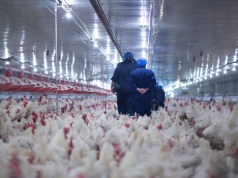 Ptasia grypa w Małopolsce. Ognisko w Waksmundzie, restrykcje obejmują 11 gmin