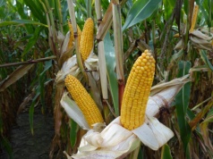 Porównanie dynamiki oddawania wody w kukurydzy – odmiany Flint i Dent