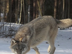 "Watahy wędrują po miastach". Kolejny kraj walczy z wilkami