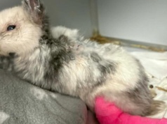 Obciął mu uszy i połamał łapę. 10 tys. zł nagrody za informacje o sprawcy