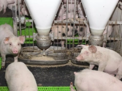 Niewidzialny wróg w paszy. „Koktajl mykotoksyn” najmocniej uderza w świnie