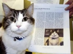 Kot przewidywał śmierć pacjentów. Sto potwierdzonych przypadków