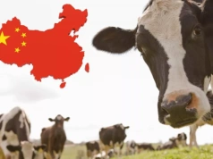 Chiny uderzają w mleko z Europy. Nowe cła mogą zmienić ceny w Polsce