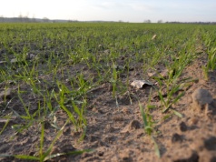 Jak nawozić pszenicę po zimie?