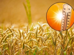 Ekstremalne upały drastycznie obniżają plony pszenicy. Co może zrobic rolnik?