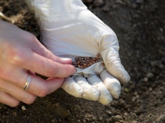 Wysiej te warzywa jeszcze w lutym. Będziesz cieszyć się obfitymi plonami wiosną