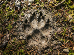 Bieg Pamięci Żołnierzy Wyklętych „Tropem Wilczym” w Kraśniku. Sportowe upamiętnienie bohaterów