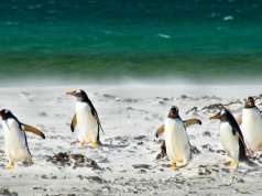 Ptasia grypa także na Antarktydzie. I jest nowy agresywny wariant wirusa