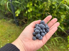 Niepozorny odpad ze szklanki wzmacnia borówkę. Ogrodnicy sypią i zbierają wiadra owoców