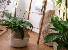 Obierz, dodaj melasy, odstaw. Skrzydłokwiat obsypie się kwiatami