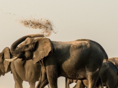 To największe ssaki lądowe. Jest coś, czego o nich nie wiemy