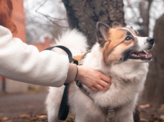 Masz psa? Musisz zapłacić. Tyle w 2026 roku