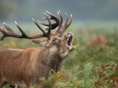 Jelenie powodują wielkie straty? W Wielkiej Brytanii chcą je odstrzeliwać