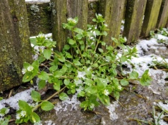 W lutym rośnie wszędzie. Chwast, z którym zamiast walczyć lepiej zrobić sobie kanapkę