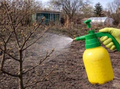 Twoje drzewa słabo owocują? Ten prosty oprysk może to zmienić