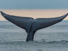 CryptoQuant: Wieloryby przejęły rynek kryptowalut. „Najwyżej od 2015 roku”. Co mówią liczby?