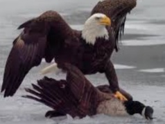 Amerykańskie złoto w hokeju: Amerykański orzeł dusi kanadyjską gęś