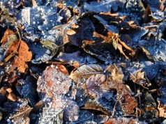 Wiosna w lutym? Ryzyko dla rolników po gwałtownym ociepleniu