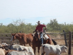 Australijski sektor mleczarski obawia się umowy handlowej z UE