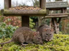 Szczury kochają ziarno z karmnika. Nawet nie wiesz, że ucztują u ciebie. Jest na nie sposób
