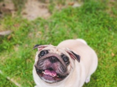 Pekińczyki i chiny japońskie z najwyższym ryzykiem BOAS. Analiza ras psów