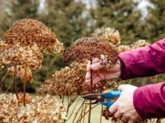 Źle utniesz i nie zakwitną w sezonie. Przycinanie hortensji po zimie