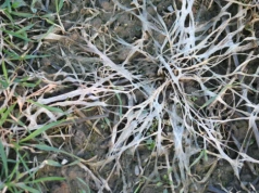 Co zrobić kiedy pojawi się pleśń śniegowa?