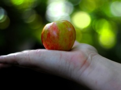 Sadownicy a MERCOSUR: jakie są realia i przyszłość branży