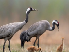 Setki żurawi w Wielkopolsce. Niezwykłe nagranie zachwyciło internautów. "Zazdroszczę"