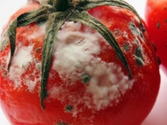 Nie wyrzucaj spleśniałych pomidorów. To skarb, który możesz wykorzystać